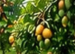 Fruit Trees Plantation