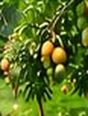 Fruit trees plantation Fruit trees plantation